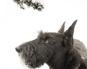 The Incorrigible Scottish&nbsp;Terrier