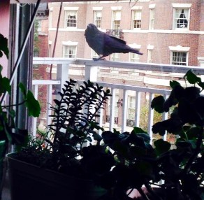 12196091_952754094793732_8173525927943455115_n-1