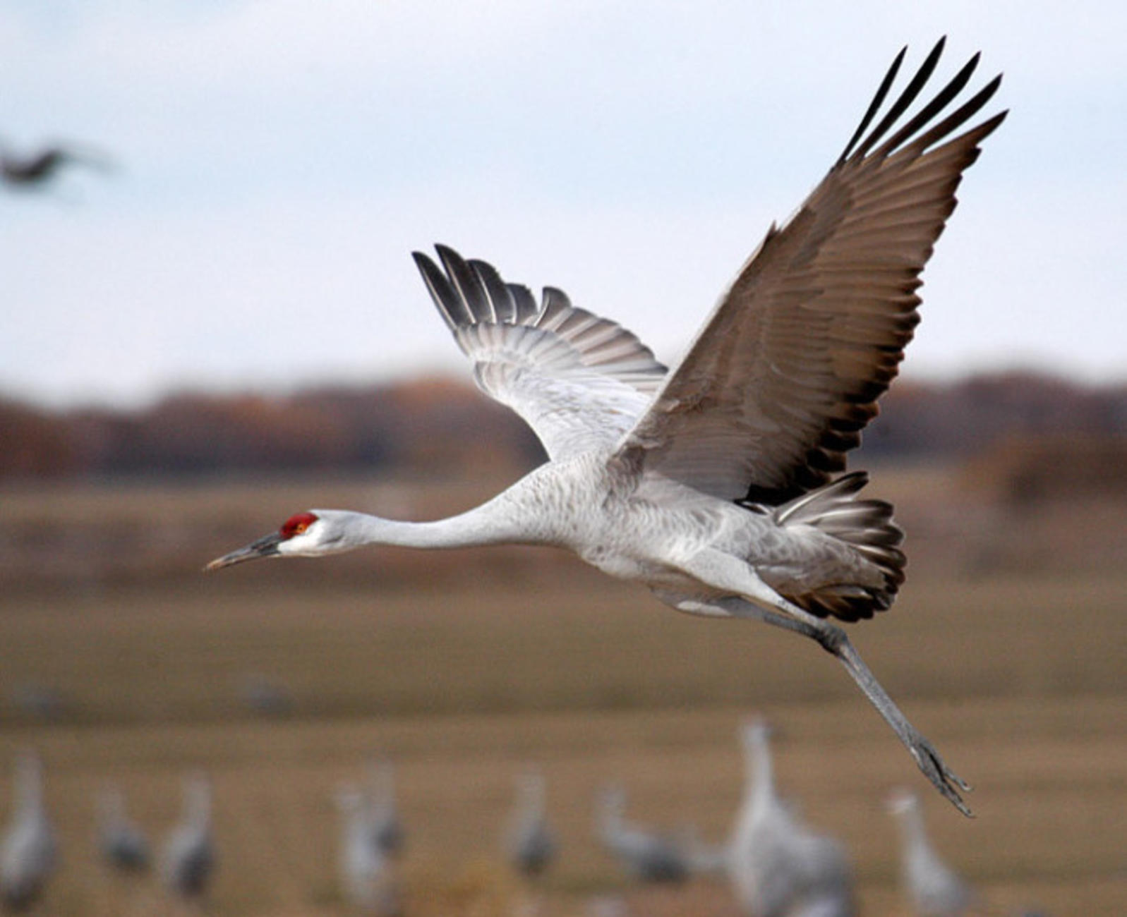 sandhill_crane_usfws