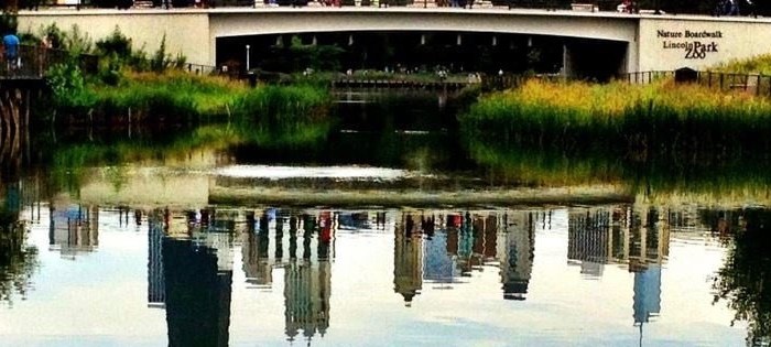 Discovering Urban Birds by Dorothy&nbsp;Pirovano