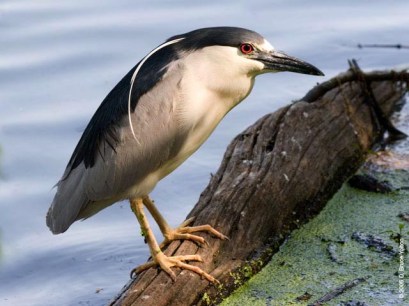 Black-crowned Night Heron