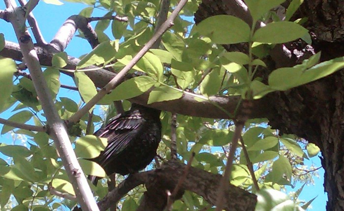 Conquering High Rise&nbsp;Nature