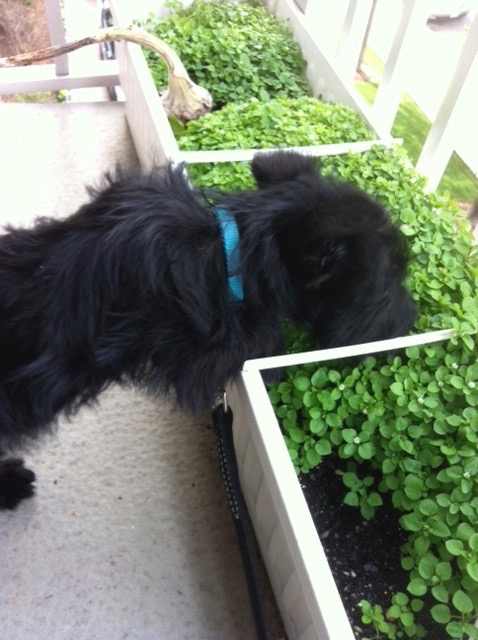 Ozzy Gardening 5-4-12