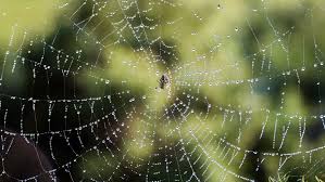 The Itsy Bitsy&nbsp;Spider