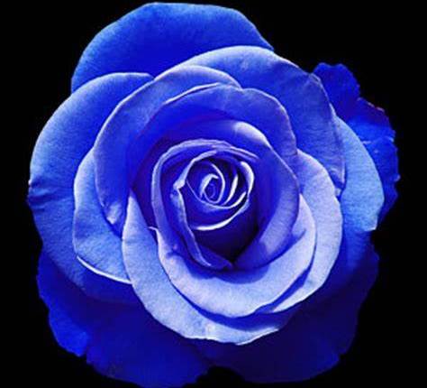 Shutdown Week 9: Dream&nbsp;Time