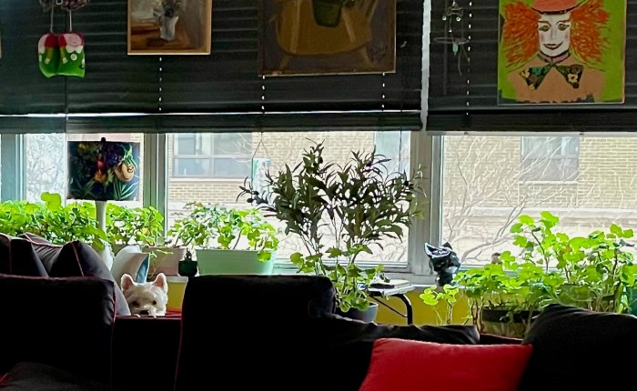 Without Being Contagious to&nbsp;Others