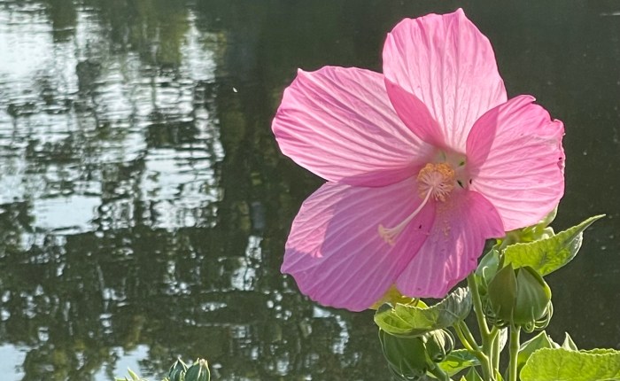 Election Distraction:  Lincoln Park&nbsp;Hibiscus
