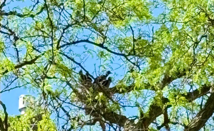 Fear of Kudzu&nbsp;City